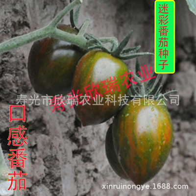 蔬菜种子批发迷彩小番茄种子100粒包邮 彩色小西红柿种子口感番茄