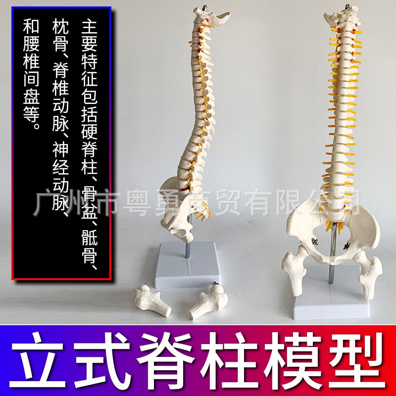 45CM人体脊柱人体骨骼大脊椎间盘突出神经颈椎胸椎腰椎尾椎骨盆