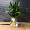 [Base directly batch] Guanyin Bamboo Sanli Hydroponic Lotus Lotus Fulled Bamboo Transfer Bamboo Potted Room indoor hydrophobic green plants