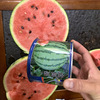 Zhongke Maohua Water Fruit and Vegetable Seeds Company Jin Meidu Kirin Watermelon Seed Improvement 8424