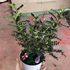 Base direct batch of fragrant wood and pepper wooden potted indoor and outdoor courtyard greening green plant flowers observation leaf anti -mosquito prevention refreshing