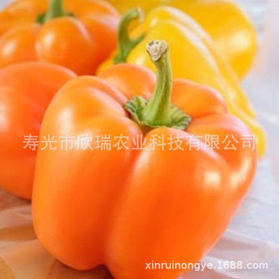 orange Sweet pepper seed Yuanjiao Five peppers seed Features vegetable seeds Big flesh and thick flesh