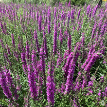 �S�����l���ܷN��ǧ���˷N���̨�ϱ������ѻ����׷N����Ʒ�N�Rȫ