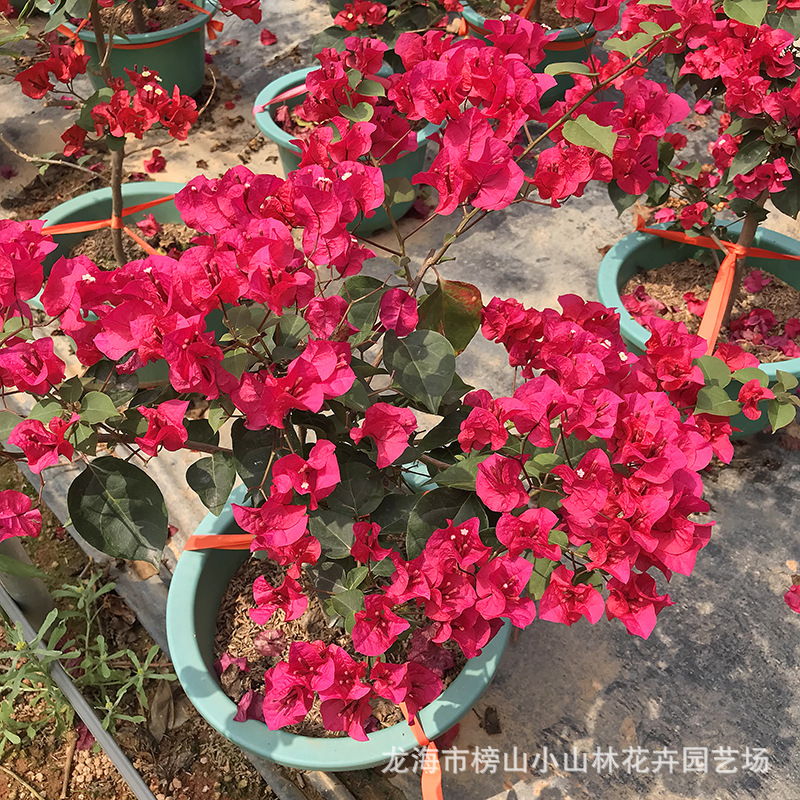 四季红勒杜鹃中国红三角梅园林绿化盆栽植物叶子花九重葛 阿里巴巴