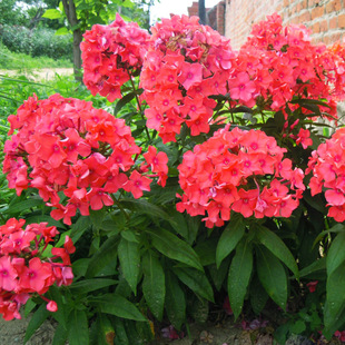 �����쾰���@·���ݻ��������N�Ӹ���������t��ɽ���Ĳݱ�ֲ��