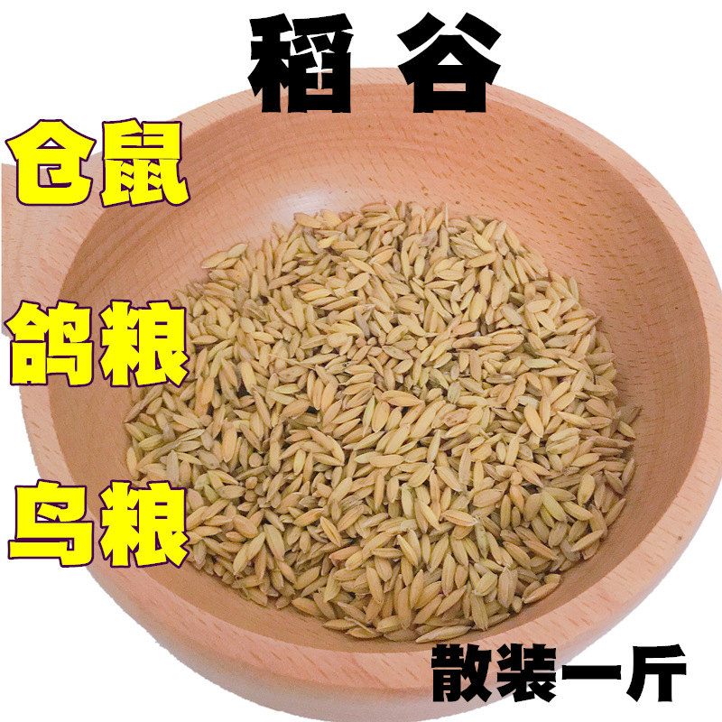 稻谷800_副本.jpg