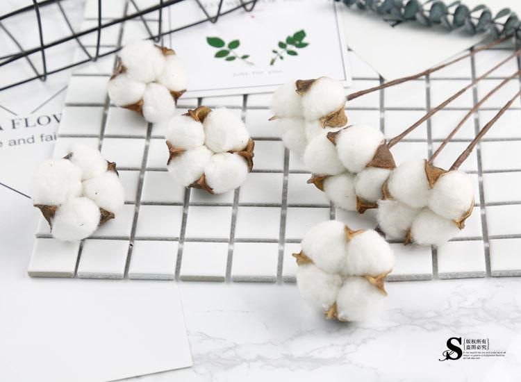 棉花0101.jpg