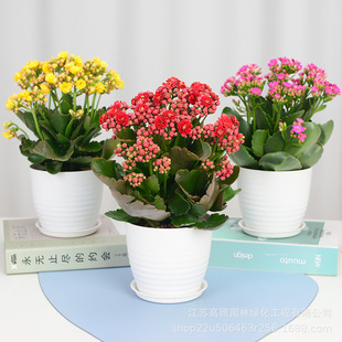 �L�ۻ������ذ�󻨎������͏d�k���҃����Ի���ֲ�� ������
