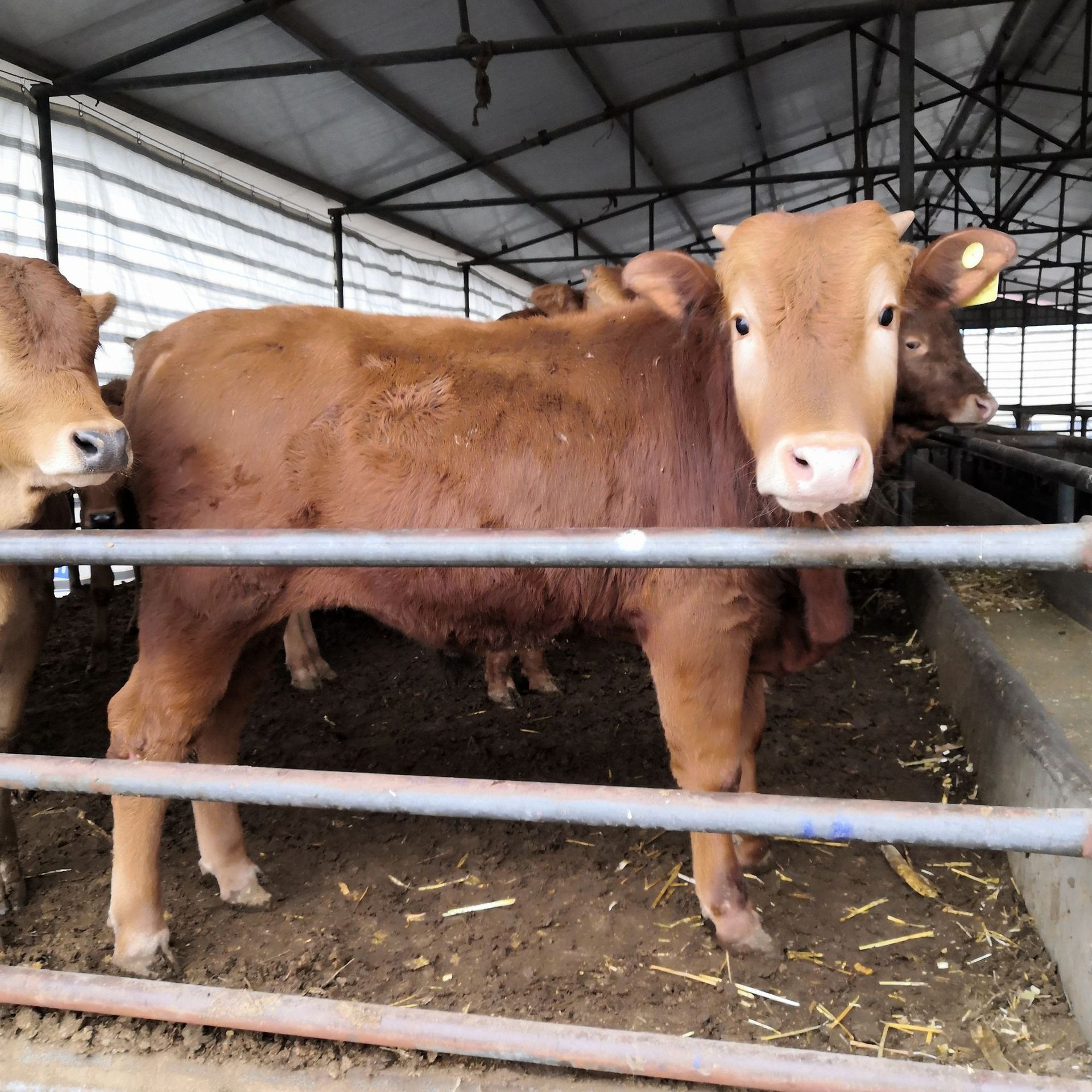 鲁西黄牛多少钱一头 山东养殖场大量出售肉牛犊价格