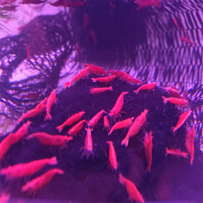极火虾观赏虾活体集火虾除藻虾淡水虾水族鱼缸观赏虾草缸批发|ru