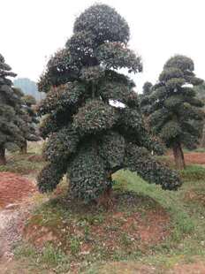 ���l��ľʯ�  ͥԺ��Ʒ���͘�ľ�����@�־G����ľ ���Ի���ֱ�N