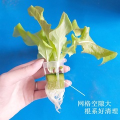 【新款特賣 】無土栽培蔬菜設備水培植物定植籃 圓形立柱定植杯