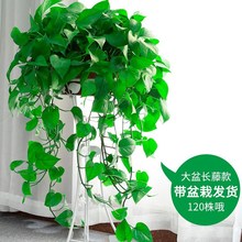 大叶长藤绿萝壁挂室内垂吊植物绿植水培盆栽蓄水盆爬藤绿箩