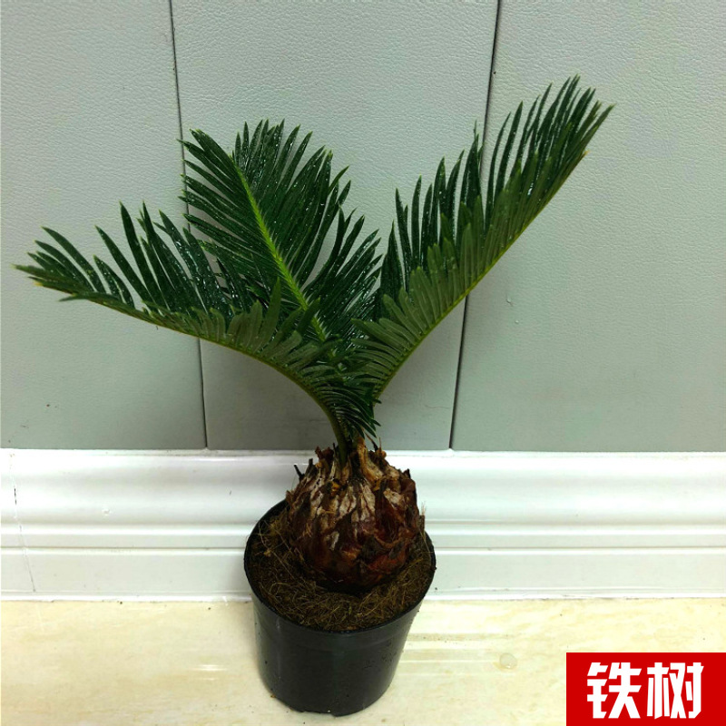 Planta verde de escritorio mayorista flor de oficina flor de rosa verde árbol rico base de plantas de maceta interior suministro image 32