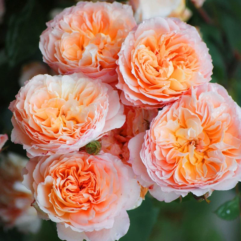 Оптовые саженцы лоза розы Andre Four Seasons Открытые розы многоцветковые саженцы роз во дворе Вьющиеся цветы