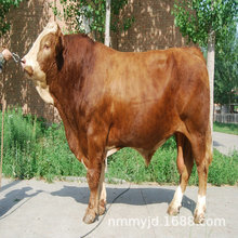 肉牛養殖基地直銷魯西黃牛犢 雜交育肥西門塔爾 改良牛價格品種