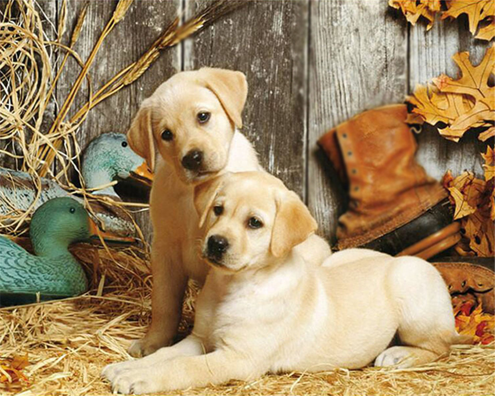 DW2942 两只狗.jpg