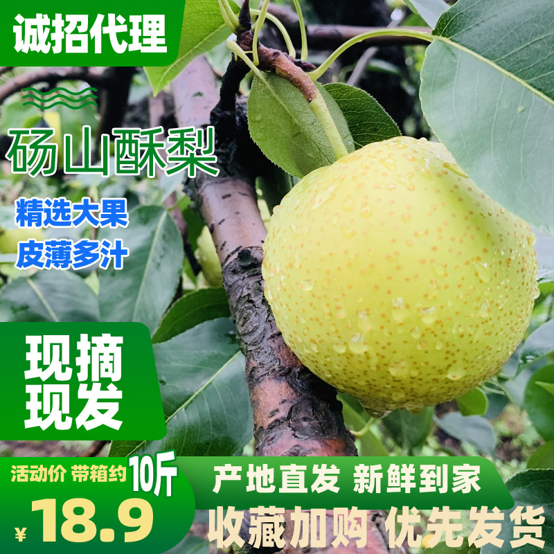 安徽砀山酥梨9斤新鲜当季水果皇冠香雪鸭梨酥脆甜应季10多省包邮|ms