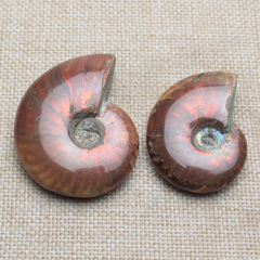 Natural colorful snail shell fossil ornaments ore specimen raw stone
