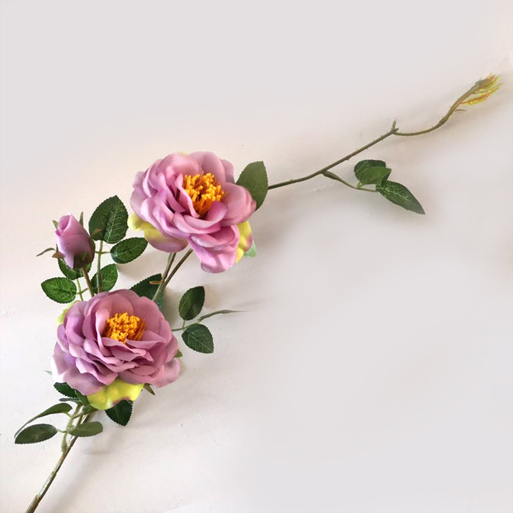 3头冰山月季-豆沙紫