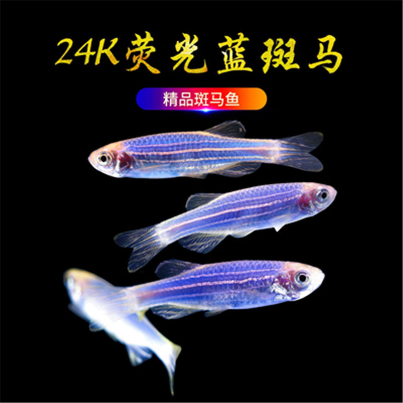 蓝莓斑马鱼 荧光蓝斑马鱼 耐养小型热带观赏鱼淡水鱼水族活体宠物