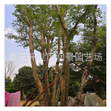 �����Ѕ�����Ǘ������u ���ͅ�����Ǘ����� �����t������