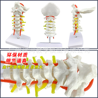 人体模型 颈椎带颈动脉模型 标本模型 医用教具 教学模型