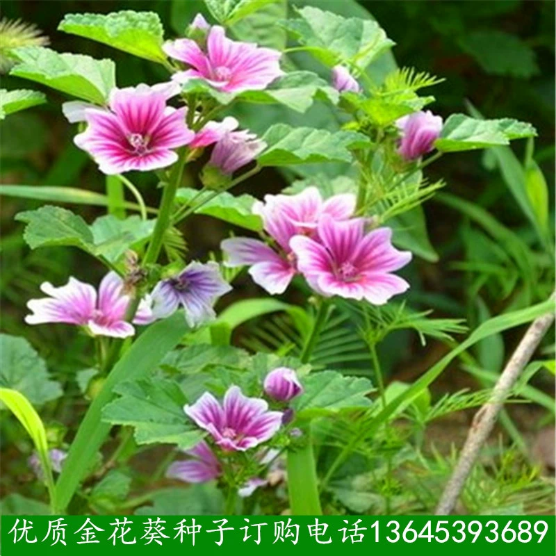 Золотые семена цветов Овощные семена Рапс Гибискус Моллуси Окра съедобные цветы декоративные красивые садовые блюда