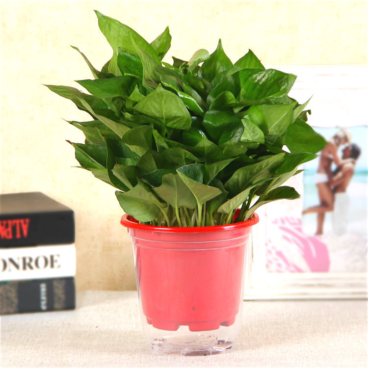 Absorción automática de agua perezoso maceta cuenca de absorción de agua especial para la decoración de la familia Balcón de rábano verde con un considerable nivel de agua de una sola pieza de entrega