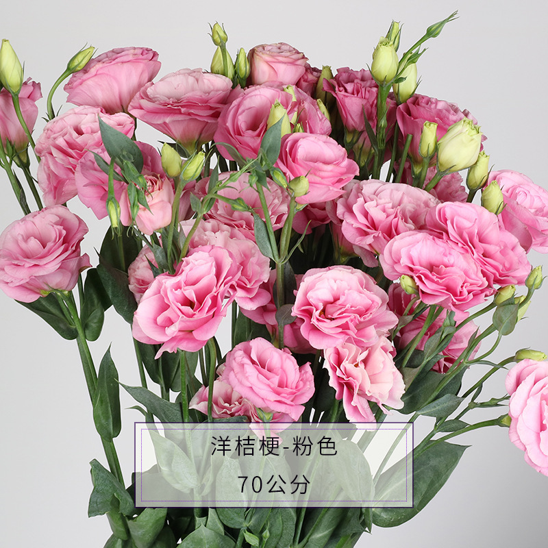 鲜花批 云南昆明鲜花基地直批洋桔梗鲜切花配花插花严格包装速运|ms