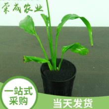 水培海绵黑色育苗海绵 无土可用培育育苗海绵5号 定植海绵黑色