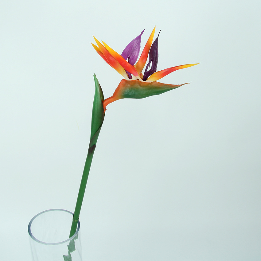 小天堂鸟 主图2.jpg