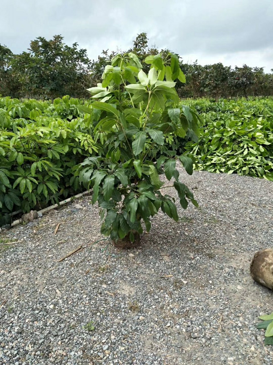 904基地直销 大叶伞 1.5-2.5米盆栽袋苗 澳洲鸭脚木