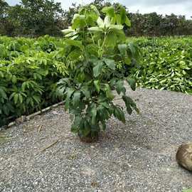 904基地直销 大叶伞 1.5-2.5米盆栽袋苗 澳洲鸭脚木