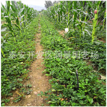 ɽ�|�t�ݮ�� ������ݮ�����l���� �����ݮ��N�����