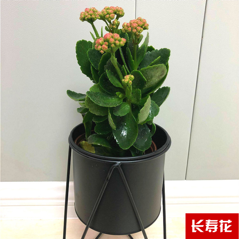 Planta verde de escritorio mayorista flor de oficina flor de rosa verde árbol rico base de plantas de maceta interior suministro image 11