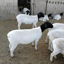 黑头杜泊羊哪里有出售的 小羊苗多少钱一只 萨福克羊养殖场