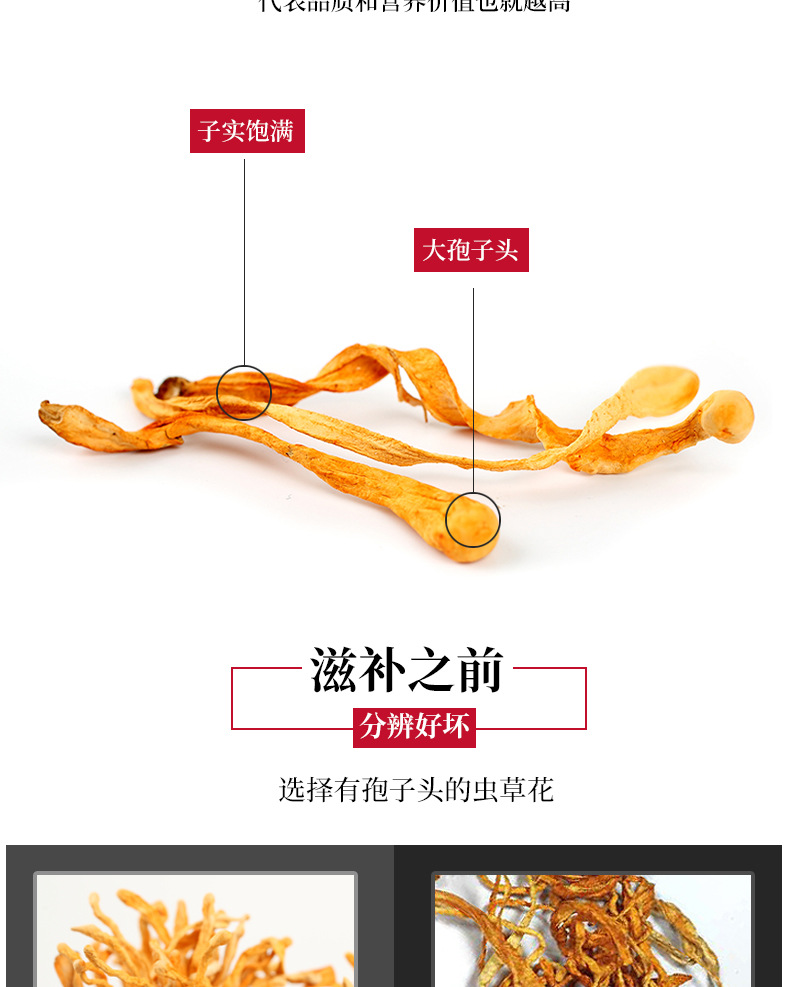 Cordyceps Flower Spore Head (Cordyceps militaris) — Dried Food Herb for Soup & Tea quality and texture