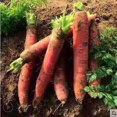 Carrot fresh fruit Carrot fresh Carrots 10 wholesale Full container Raw