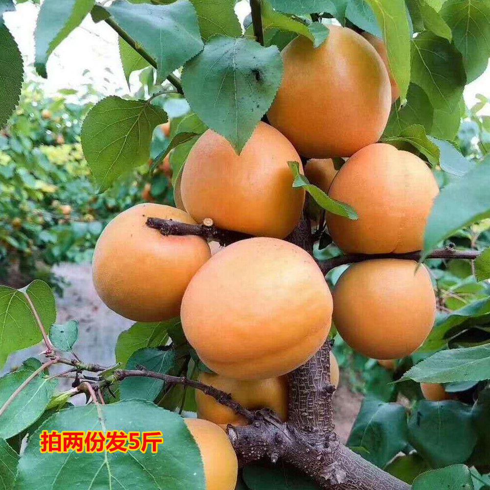 产地直销黄杏当季新鲜水果拍2份发5斤包邮酸甜可口一件代发