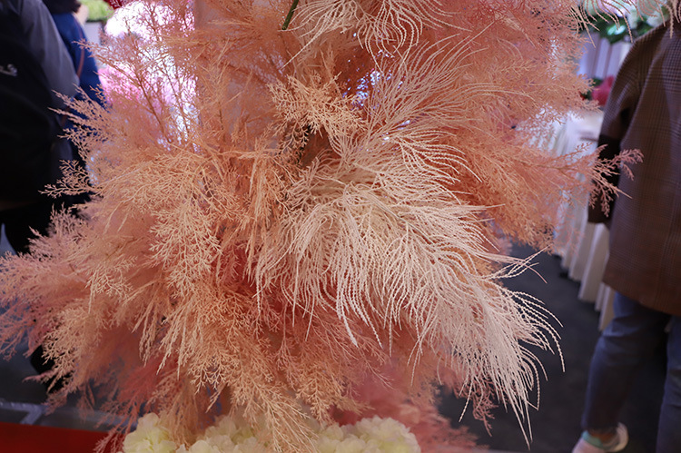 凤尾草 效果图2.jpg