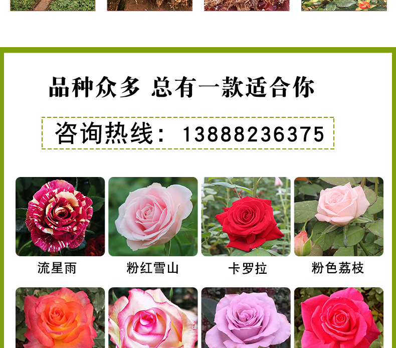 狂欢泡泡玫瑰苗_03