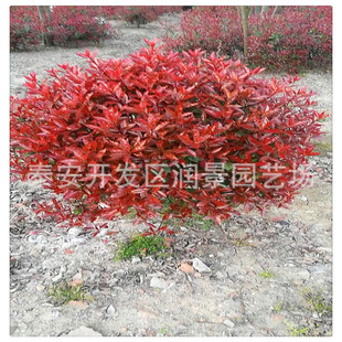 ���۹ڷ�һ�׼t�~ʯ��� 100CM�t�~ʯ���r�� ���̾G�� ����r��