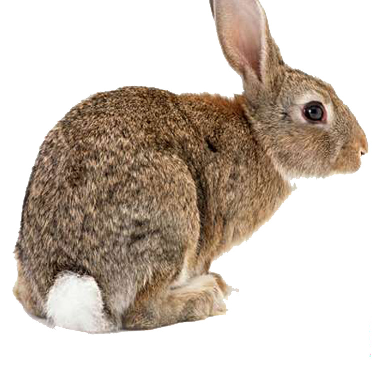 Sell Belgium Rabbit Delivery train technology