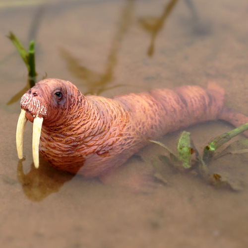 Children's simulated marine wildlife plastic model solid walrus static animal model toy ornaments