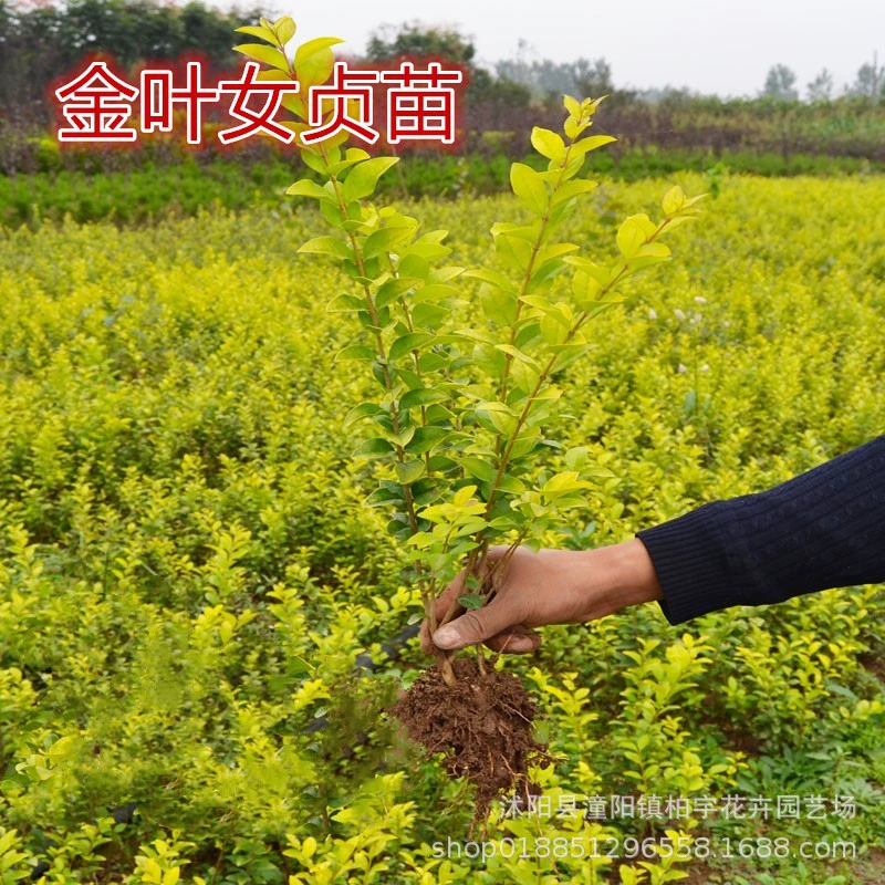 Саженцы золотого Ligustrum lucidum Желтый лист Ligustrum lucidum мяч Маленькие листья саженцы Ligustrum lucidum Садовые растения