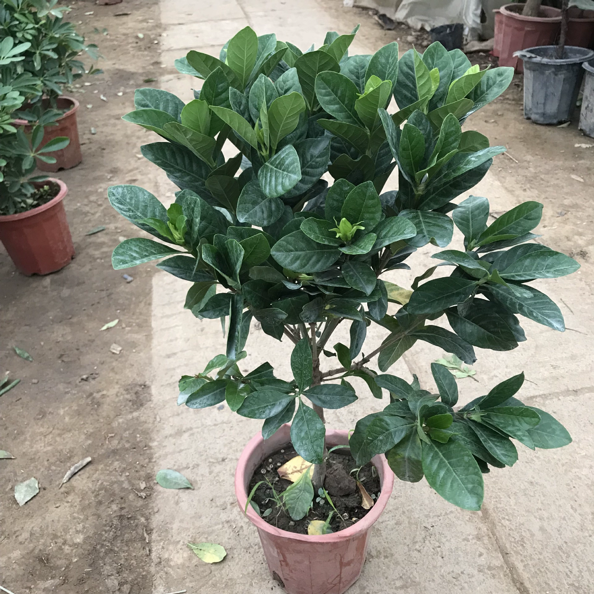 Гардения в горшке один стержень гардения крупнолистовой пион гардения крытый балкон гостиная цветок растение в горшке