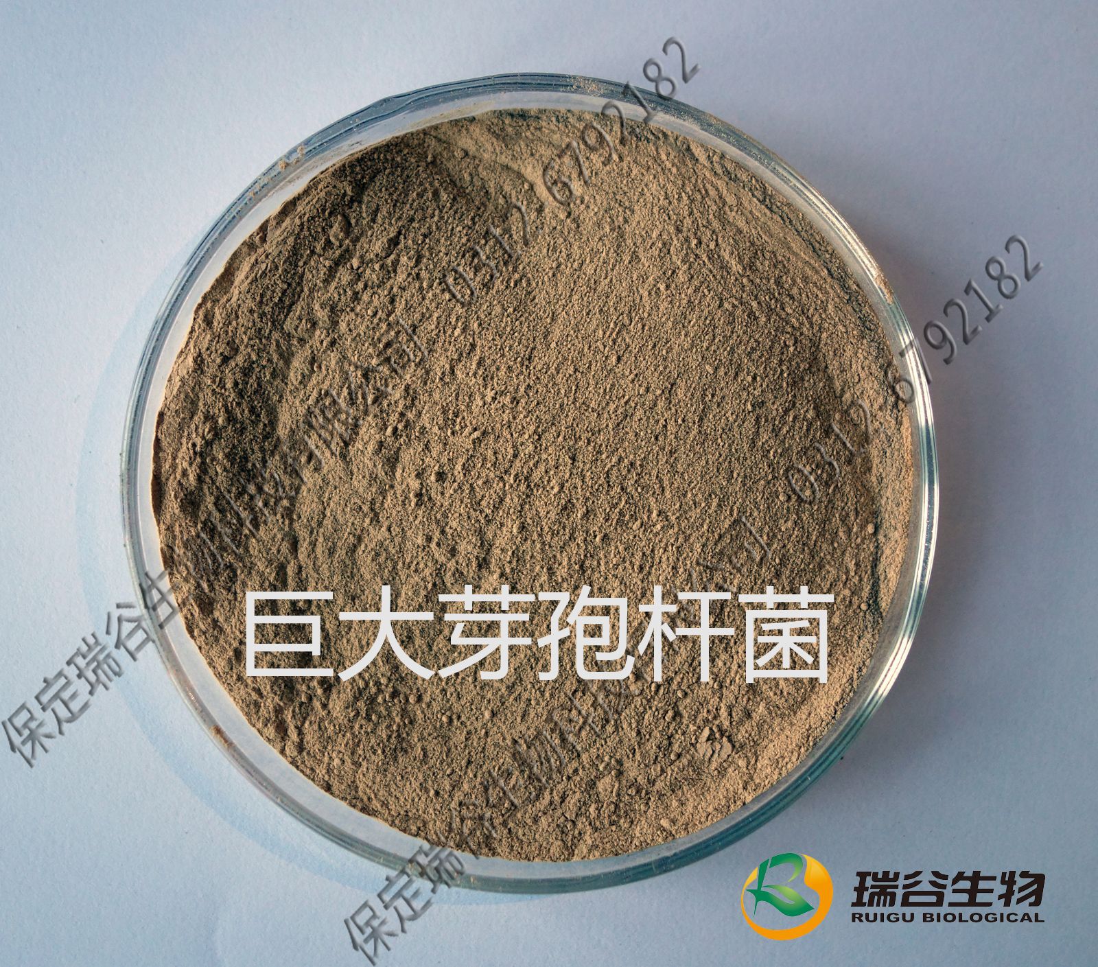 热销 巨大芽孢杆菌有效活菌数200亿  微生物菌剂 厂家直供