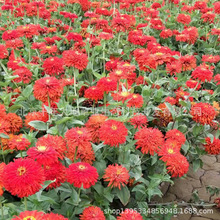 百日草（中桿絲狀紅色）種子及野花組合、花海草花種子、灌木種子