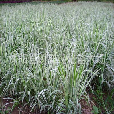 supply Aquatic plants Phalarisarundinacea Aliases Carnea Seocho Chelidonium majus Reed bamboo